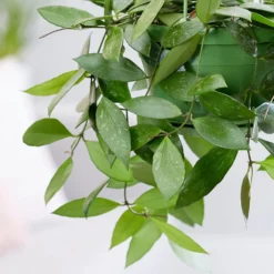 Hoya Gracilis 6 Hoya Gracilis -Deals Green4Ever Store pl2000048883 card2 lg