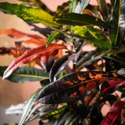 Codiaeum Variegatum 'Mango Tango' -Deals Green4Ever Store pl2000048905 card3 lg