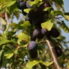 Damson 'Damson Sweet Prune'