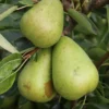 Pear Invincible ('Delwinor')