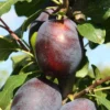 Plum 'Haganta' (PBR)