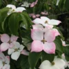 Cornus Kousa 'Teutonia'