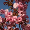 Prunus 'Hokusai'