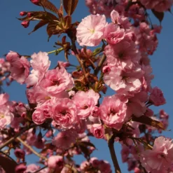 Prunus 'Hokusai'