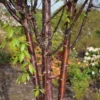 Prunus Serrula 'Branklyn'
