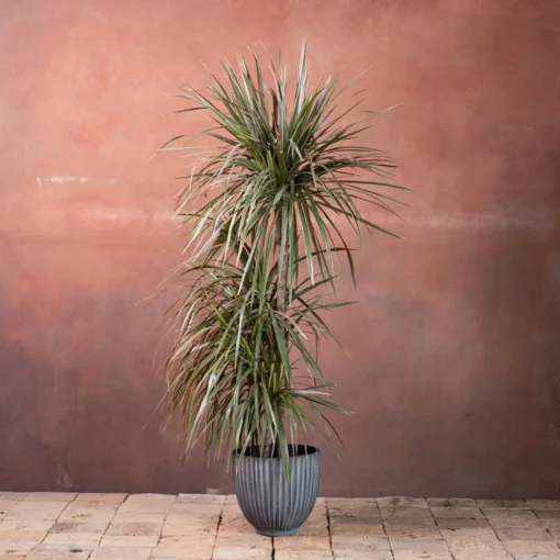 Dracaena Marginata 'Tricolor' 7 Dracaena Marginata 'Tricolor' -Deals Green4Ever Store pl2000048989