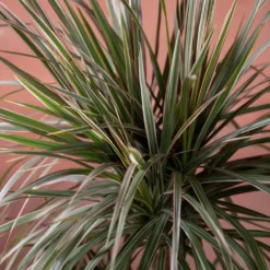 Dracaena Marginata 'Tricolor' 4 Dracaena Marginata 'Tricolor' -Deals Green4Ever Store pl2000048989 card2 lg