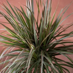 Dracaena Marginata 'Tricolor' 5 Dracaena Marginata 'Tricolor' -Deals Green4Ever Store pl2000048989 card3 lg