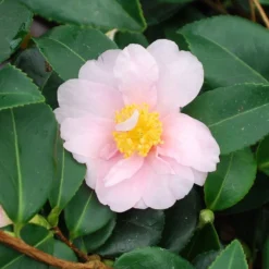 Camellia 'Winter's Toughie' -Deals Green4Ever Store pl2000049099 card3 lg