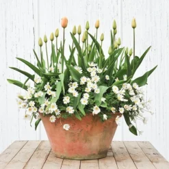 Lucca Terracotta Pot -Deals Green4Ever Store pr2000012805 card4 lg