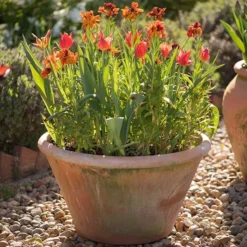 Lucca Terracotta Pot -Deals Green4Ever Store pr2000012805 card6 lg