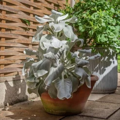 Lucca Terracotta Pot -Deals Green4Ever Store pr2000012805 card8 lg