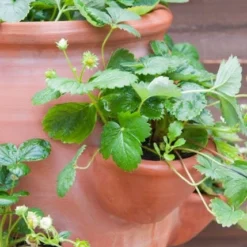 Terracotta Strawberry Planter -Deals Green4Ever Store pr2000012807 card3 lg