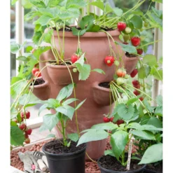 Terracotta Strawberry Planter -Deals Green4Ever Store pr2000012807 card4 lg scaled