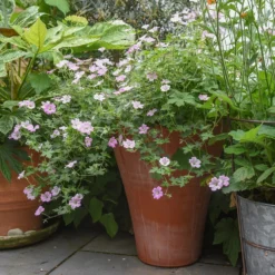 Empoli Terracotta Lily Pot -Deals Green4Ever Store pr2000012808 card4 lg