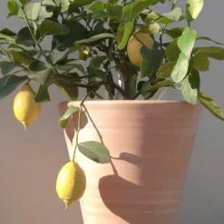 Empoli Terracotta Lily Pot -Deals Green4Ever Store pr2000012808 card6 lg