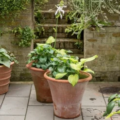 Terracotta Arc Pot -Deals Green4Ever Store pr2000016942 card5 lg