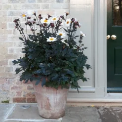 Terracotta Arc Pot -Deals Green4Ever Store pr2000016942 card7 lg