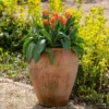 Terracotta Tulip Pot