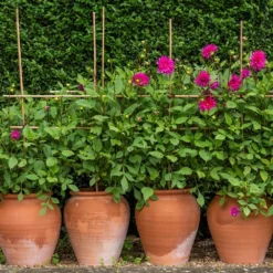 Terracotta Tulip Pot -Deals Green4Ever Store pr2000017349 card5 lg