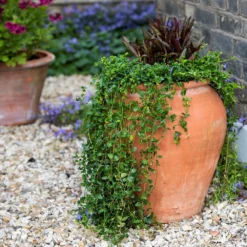 Terracotta Tulip Pot -Deals Green4Ever Store pr2000017349 card6 lg