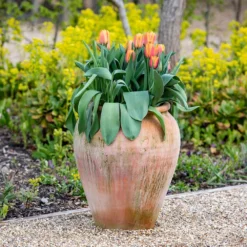 Terracotta Tulip Pot -Deals Green4Ever Store pr2000017349 card7 lg
