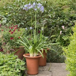 Terracotta Flared Rim Pot 11 Terracotta Flared Rim Pot -Deals Green4Ever Store pr2000017350 card3 lg