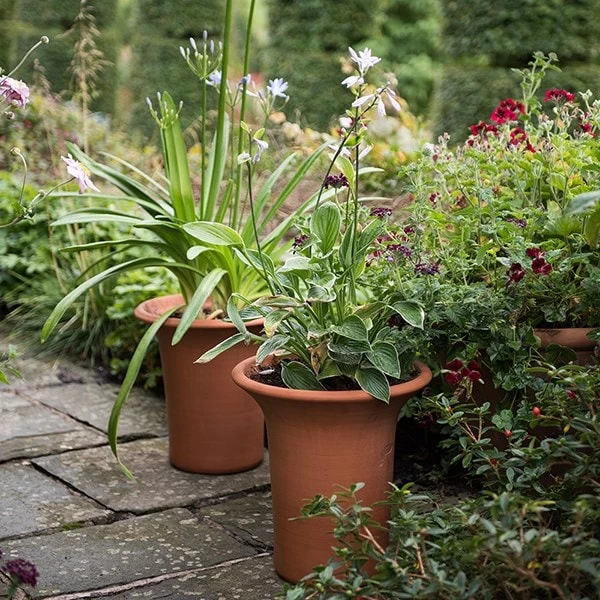 Terracotta Flared Rim Pot 5 Terracotta Flared Rim Pot - Image 5