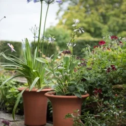 Terracotta Flared Rim Pot 16 Terracotta Flared Rim Pot -Deals Green4Ever Store pr2000017350 card8 lg