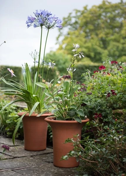 Terracotta Flared Rim Pot 8 Terracotta Flared Rim Pot - Image 8