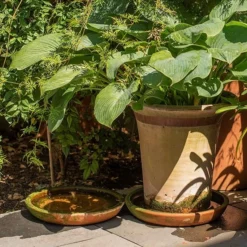 Terracotta Saucer -Deals Green4Ever Store pr2000022770 card4 lg