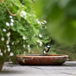 Terracotta Saucer -Deals Green4Ever Store pr2000022770 card6 lg