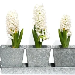 Galvanised Pots - Set Of 3 With Tray -Deals Green4Ever Store pr2000026339 card3 lg