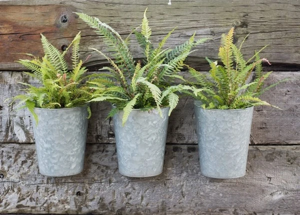 Galvanised Wall Planters - Set Of 3 4 Galvanised Wall Planters - Set Of 3 - Image 4