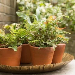 Brass Tray -Deals Green4Ever Store pr2000028422 card2 lg