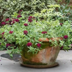 Brass Tray -Deals Green4Ever Store pr2000028422 card6 lg