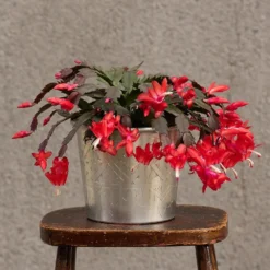 Hand Etched Aluminium Planter -Deals Green4Ever Store pr2000028556 card10 lg