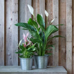 Hand Etched Aluminium Planter -Deals Green4Ever Store pr2000028556 card3 lg