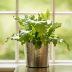 Hand Etched Aluminium Planter -Deals Green4Ever Store pr2000028556 card8 lg