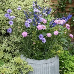 Zinc Dolly Tub Planter -Deals Green4Ever Store pr2000028721 card4 lg