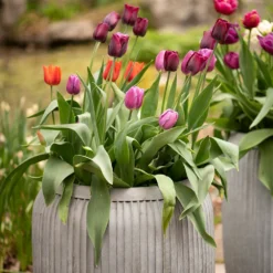 Zinc Dolly Tub Planter -Deals Green4Ever Store pr2000028721 card7 lg