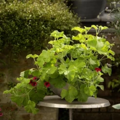 Sphere Plant Bowl 12 Sphere Plant Bowl -Deals Green4Ever Store pr2000031495 card5 lg