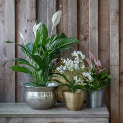 Solid Etched Brass Pot Cover -Deals Green4Ever Store pr2000031507 card4 lg