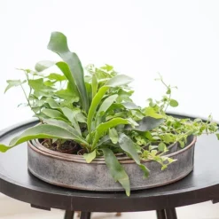 Pot Trays Aged Zinc - Set Of 3 -Deals Green4Ever Store pr2000033959 card4 lg