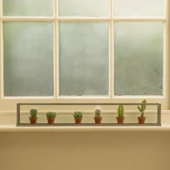 Windowsill Terrarium