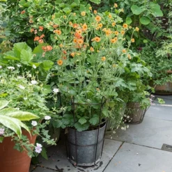 Perennial/bulb Planter With Support -Deals Green4Ever Store pr2000034023 card3 lg