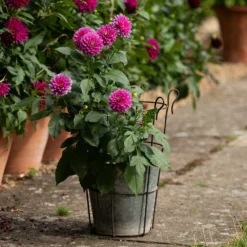 Perennial/bulb Planter With Support -Deals Green4Ever Store pr2000034023 card5 lg