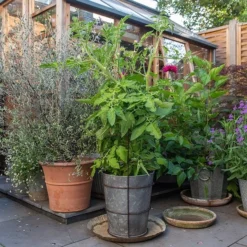 Planter With Surround Support -Deals Green4Ever Store pr2000034024 card3 lg