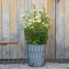 Planter In Lattice Basket Surround