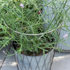 Planter In Lattice Basket Surround -Deals Green4Ever Store pr2000034026 card4 lg